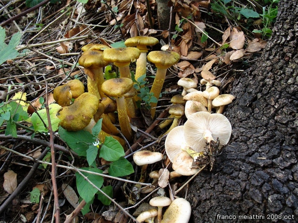 Nel secco bosco di leccio